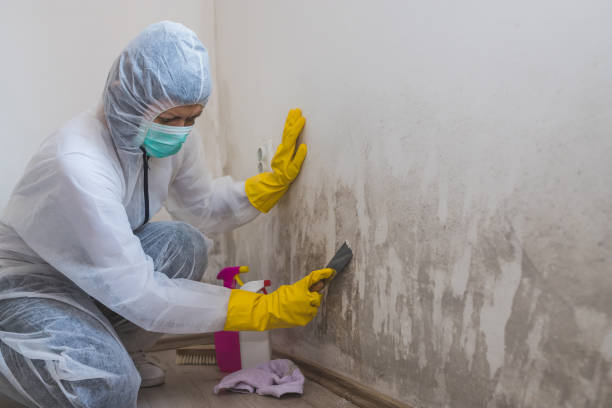 Best Localized Mold Remediation (e.g., coastal areas, humid climates) in Moxee, WA