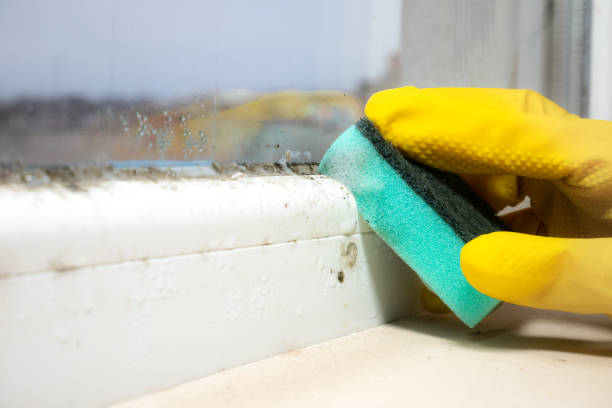Best Residential Mold Remediation in Moxee, WA
