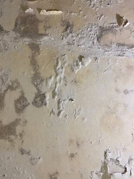 Best Mold Remediation for Schools in Moxee, WA