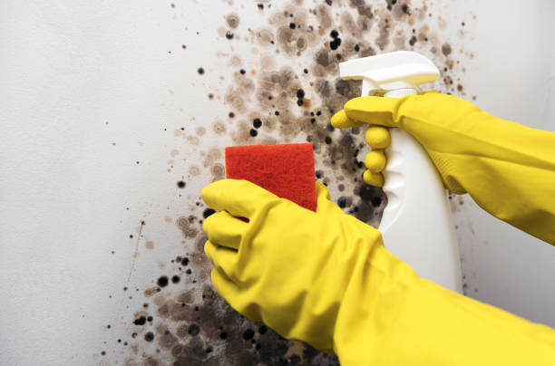 Best Emergency Mold Remediation in Moxee, WA