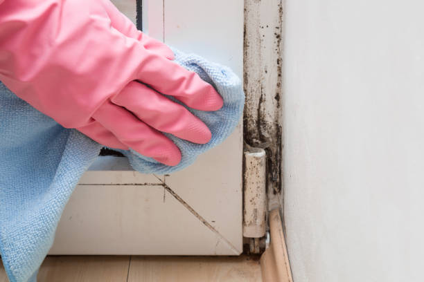 Best Commercial Mold Remediation in Moxee, WA