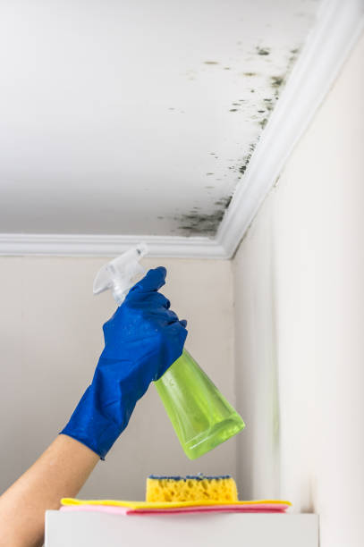 Best Black Mold Remediation in Moxee, WA